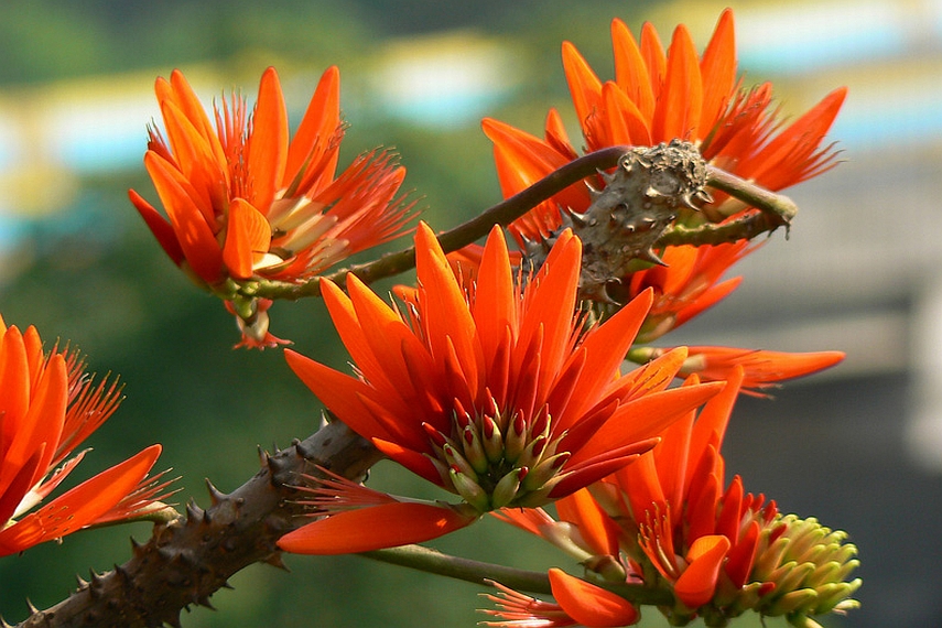 ERYTHRINA<br /><span>Arbore De Coral</span>