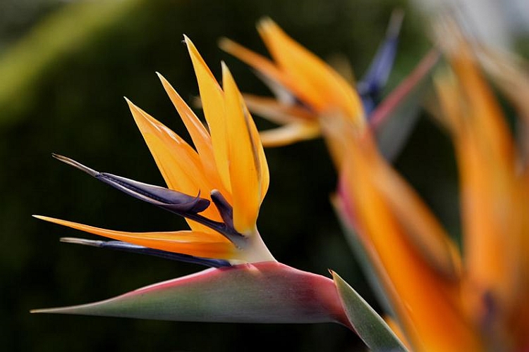 STRELITZIA<br /><span>Bird Of Paradise</span>