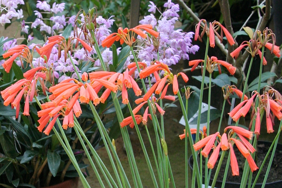 CYRTANTHUS