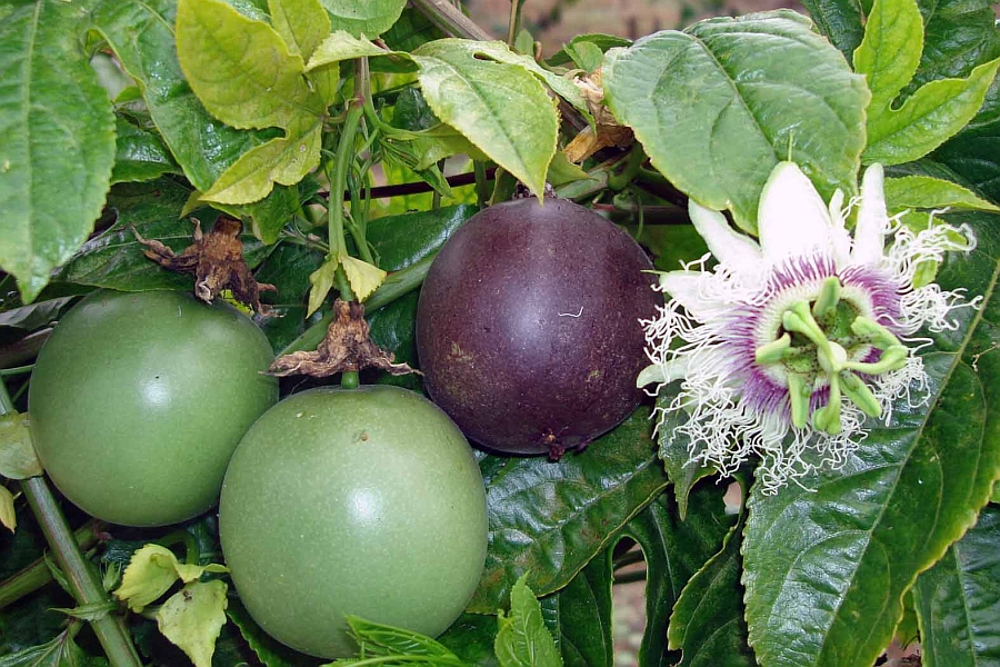 PASSIFLORA<br /><span>Fructul Pasiunii</span>