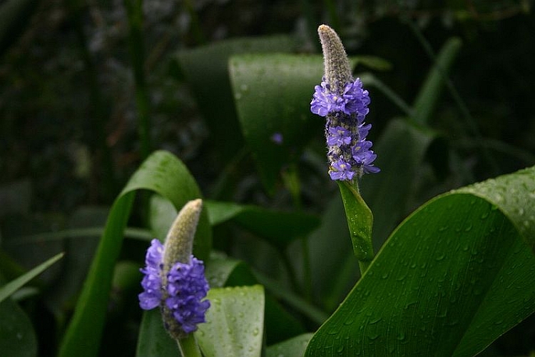 PONTEDERIA