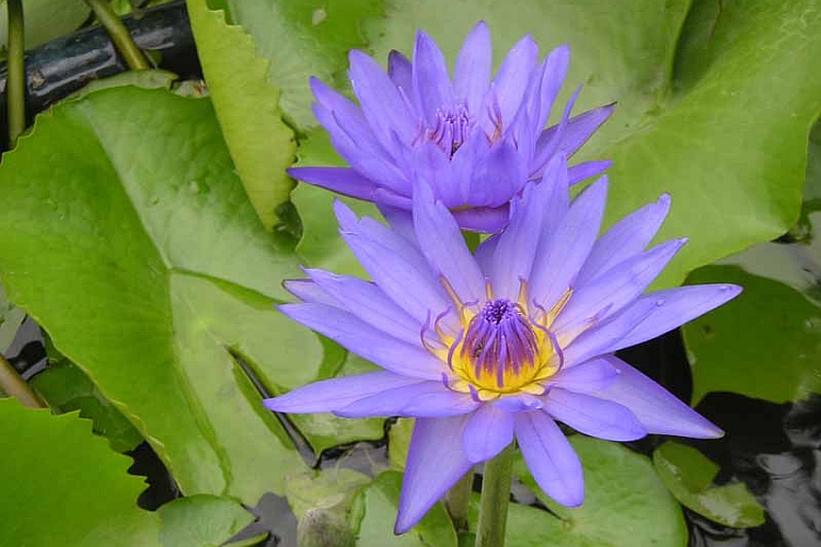NYMPHAEA<br /><span>Water Lily</span>