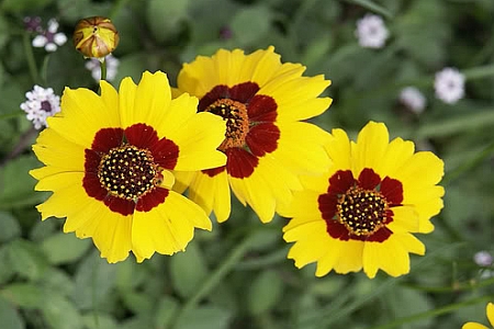 COREOPSIS<br /><span>Thickseed</span>