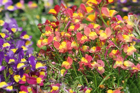 LINARIA