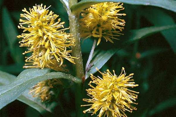 LYSIMACHIA