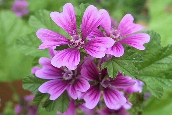MALVA<br /><span>Mallow</span>