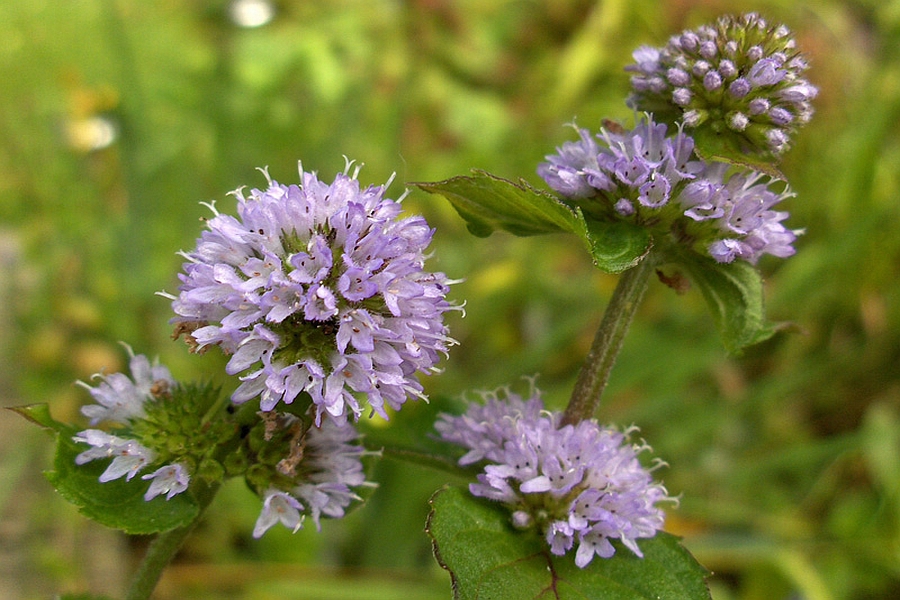 MENTHA<br /><span>Mint - Ornamental</span>