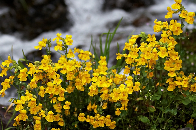 MIMULUS<br /><span>Monkey Flower</span>