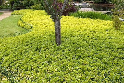 PACHYSANDRA