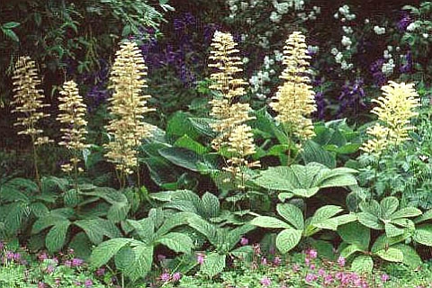 RODGERSIA