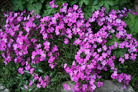 SAPONARIA