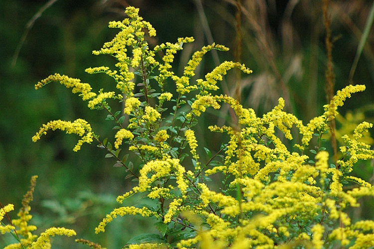 SOLIDAGO