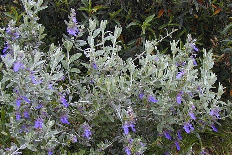 TEUCRIUM