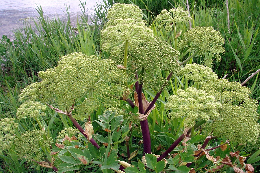 ANGELICA<br /><span>Angelică</span>