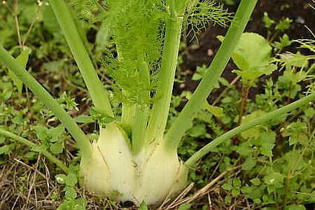 FOENICULUM<br /><span>Fenicul</span>