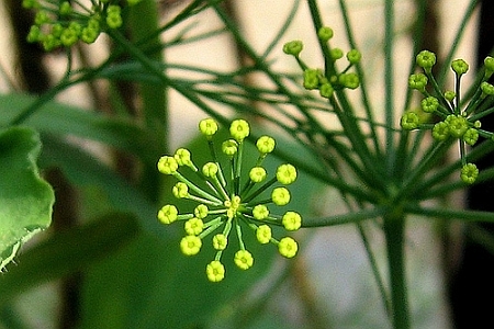 PIMPINELLA<br /><span>Anason</span>