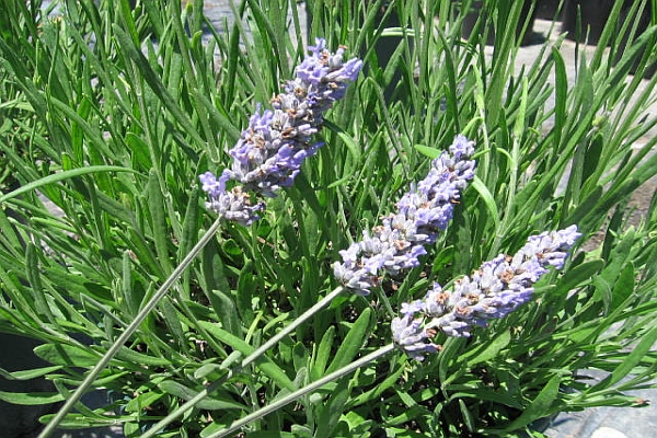 LAVANDULA<br /><span>Lavandă</span>