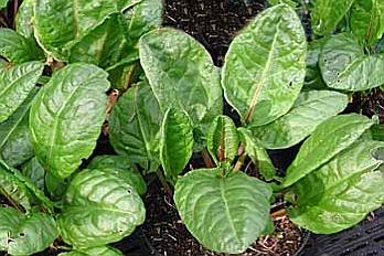 RUMEX<br /><span>Măcriş</span>