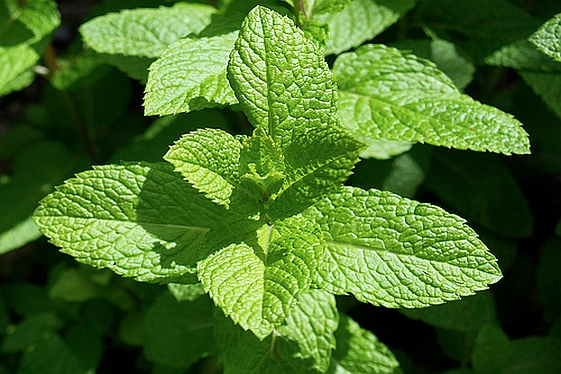 MENTHA, MICROMERIA<br /><span>Mentă</span>