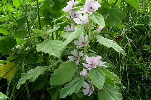 ALTHAEA<br /><span>Nalbă Mare</span>