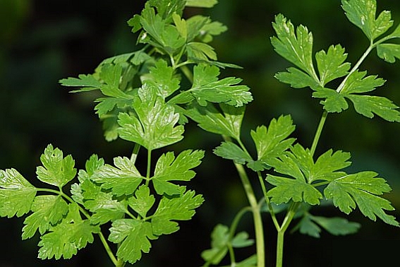 PETROSELINUM<br /><span>Pătrunjel</span>