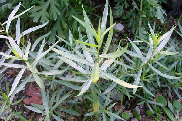 ARTEMISIA<br /><span>Tarhon</span>