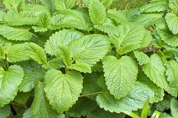 MELISSA<br /><span>Roiniţă</span>