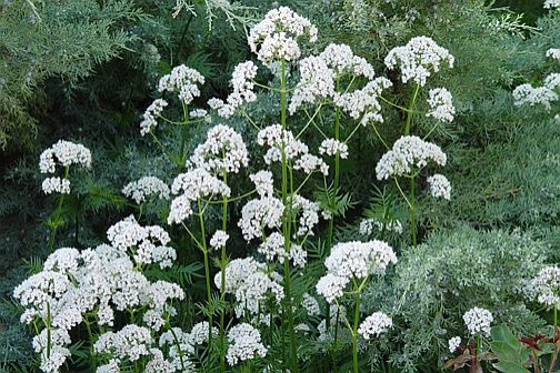 VALERIANA<br /><span>Valeriană</span>