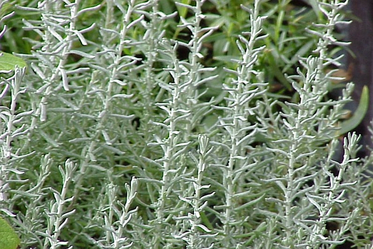HELICHRYSUM<br /><span>Plantă Curry</span>