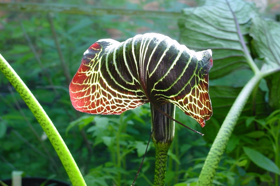 AMORPHOPHALLUS, ARISAEMA, ARUM, DRACUNCULUS, SAUROMATUM<br /><span>Aroizi, Alții</span>