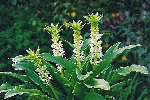 EUCOMIS<br /><span>Pineaple Flower</span>