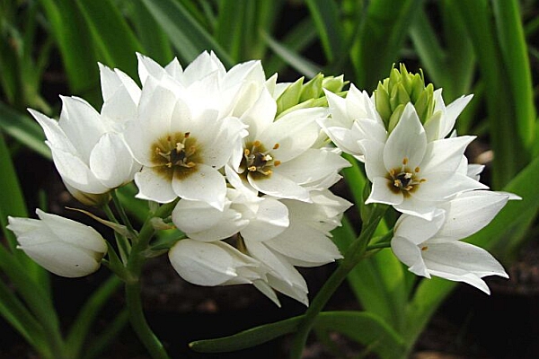 ORNITHOGALUM<br /><span>Star Of Bethlehem</span>