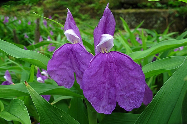 ROSCOEA