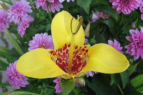 TIGRIDIA