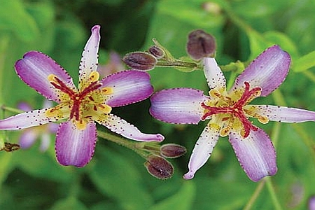 TRICYRTIS<br /><span>Toad Lily</span>