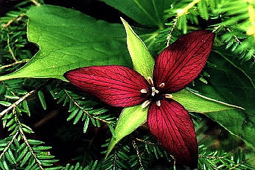 TRILLIUM
