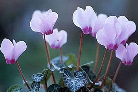CYCLAMEN