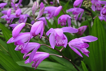 BLETILLA, HABENARIA, PLEIONE<br /><span>Orhidee De Grădină</span>