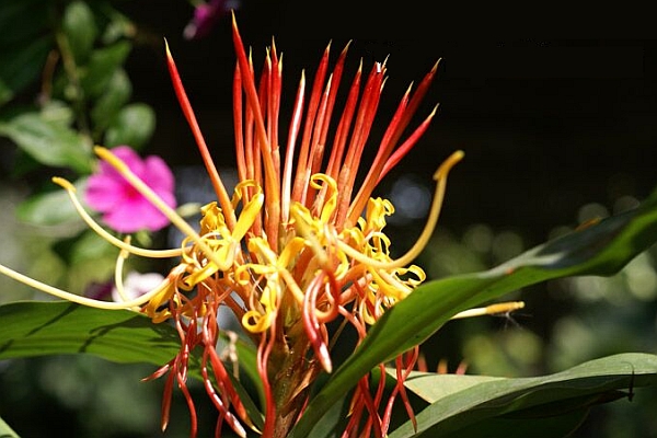 HEDYCHIUM<br /><span>Ginger Liliy</span>