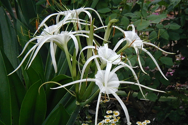 HYMENOCALLIS<br /><span>Spider Lily</span>