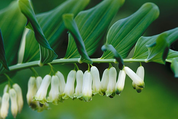POLYGONATUM<br /><span>Solomon`s Seal</span>
