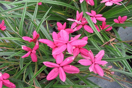 RHODOHYPOXIS, RHODOXIS<br /><span>Pink Star Grass</span>