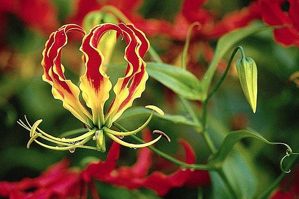 ANREDERA, GLORIOSA, TROPAEOLUM<br /><span>Glory Liliy & Other Climbers</span>