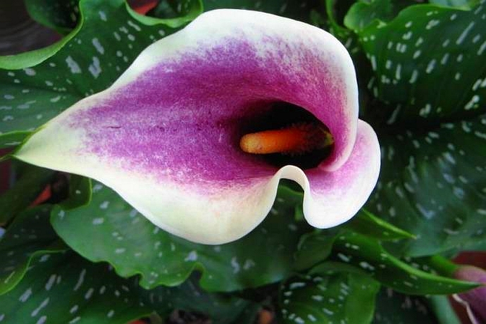 ZANTEDESCHIA<br /><span>Cala</span>