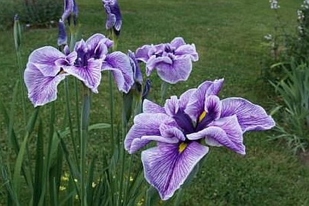 IRIS<br /><span>Louisiana Irises</span>