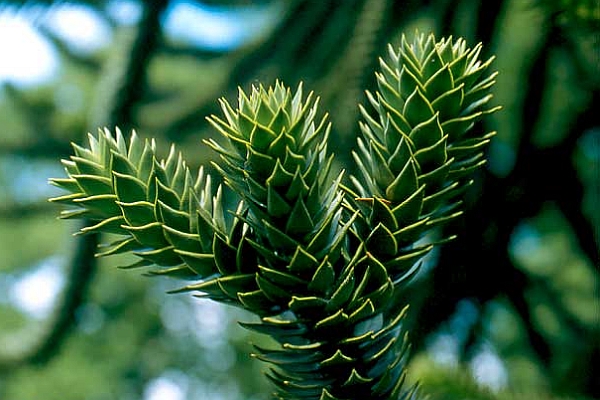 ARAUCARIA