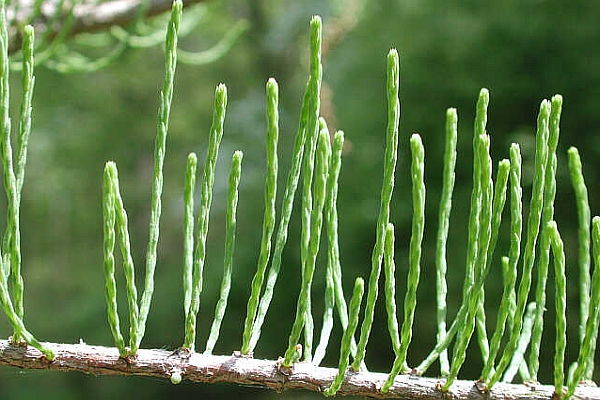 TAXODIUM