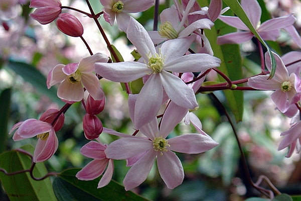 CLEMATIS<br /><span>Mid-Winter Onwards Clematis (Evergreen Clematis)</span>
