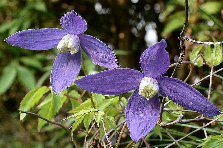 CLEMATIS<br /><span>Atragene Clematis (Early Spring Onwards)</span>