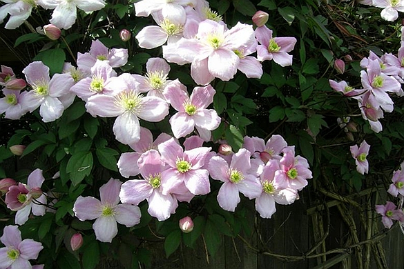 CLEMATIS<br /><span>Clematis Montana (Late Spring To Early Summer Onwards)</span>